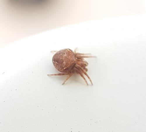 Réf. 219 272 : Araneus (sturmi-triguttatus)